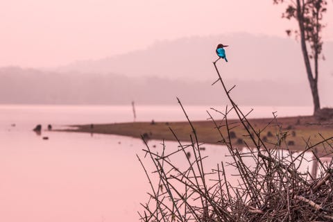 De binnenwateren van Nagarhole National Park bieden een gevarieerde fauna Je kunt er schitterende vogels spotten en genieten van de rust We zochten langs de oever naar tijgers toen tijdens een korte pauze deze kleine ijsvogel aan kwam vliegen Het zachte licht van de invallende schemering gaf hem een warme gloed