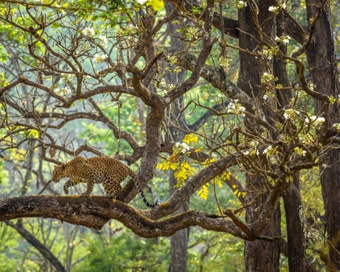 Nagarahole Tiger Reserve, India TIJGERRESERVAAT NAGARAHOLE INDIAHet was een kalme ochtend in het Tijgerreservaat Nagarahole De zon kwam tevoorschijn en de nachtmist trok op Toen we een stuk door het bos reden zagen we dit prachtige luipaard in haar favoriete boom rondsluipen Vanaf het moment dat ik wilde dieren begon te fotograferen wilde ik een luipaard in een boom vastleggen Het kostte met drie jaar om dit fotomoment te vinden Ik vind alles aan deze foto geweldig een sluipend luipaard een majestueuze boom en zacht zonlicht Het was gewoon een perfect plaatje als in een droom