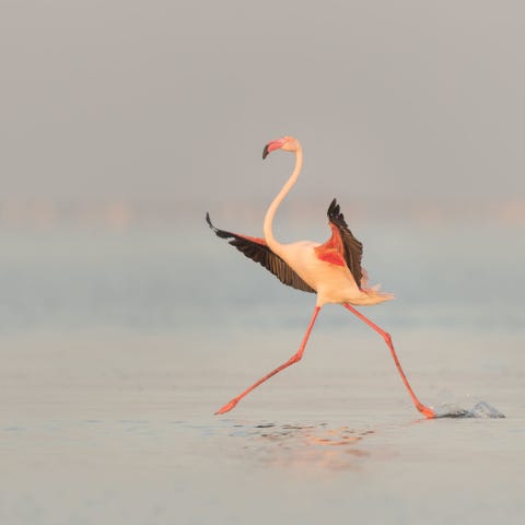 Walvis Bay, Namibia WALVISBAAI NAMIBIIk lag in een lagune naar flamingos te kijken en het was erg koud en mistig Er stapten veel flamingos het water in en weer uit en ik probeerde n vogel tussen alle andere te onderscheiden Gelukkig zag ik deze flamingo landen Ik volgde het dier met mijn lens en realiseerde pas welke houding hij had aangenomen toen ik weer terug in het hotel was Het ziet eruit als buikdansen