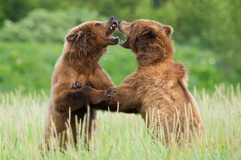 Alaska ALASKAEen bruine vrouwtjesbeer bijt flink van zich af wanneer een mannetje probeert met haar te paren Gemaakt in Alaska