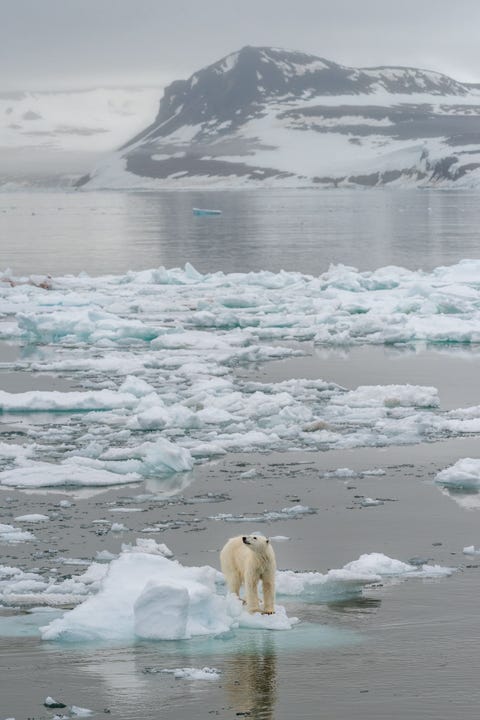 Longyearbyen, Svalbard LONGYEARBYEN SPITSBERGENGenomen aan de zuidwestkust van Nordaustlandet in de archipel van Spitsbergen Een jong ijsbeerwijfje jaagt op de rand van het pakijs Tegen de mistige achtergrond van de bergtop doet het water door het zachte licht bijna als een spiegel aan en komt de eenzaamheid van de beer in dit ongelooflijke landschap fraai uit