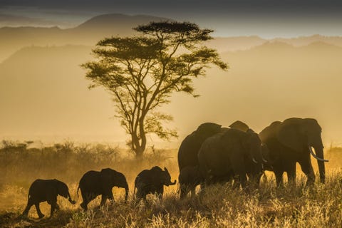 MERU NATIONAL PARK KENIAWe kwamen halverwege de middag aan in het Meru National Park tijdens het regenseizoen in september We volgden de paden en zagen aan het einde van de dag een grote groep rondtrekkende Afrikaanse olifanten met kalveren waarschijnlijk waren ze op zoek naar nieuwe voedergronden De hete en stoffige omstandigheden bij zonsondergang voegden gewoon iets extras toe aan een onvoorstelbare en onvergetelijke stemming en sfeer