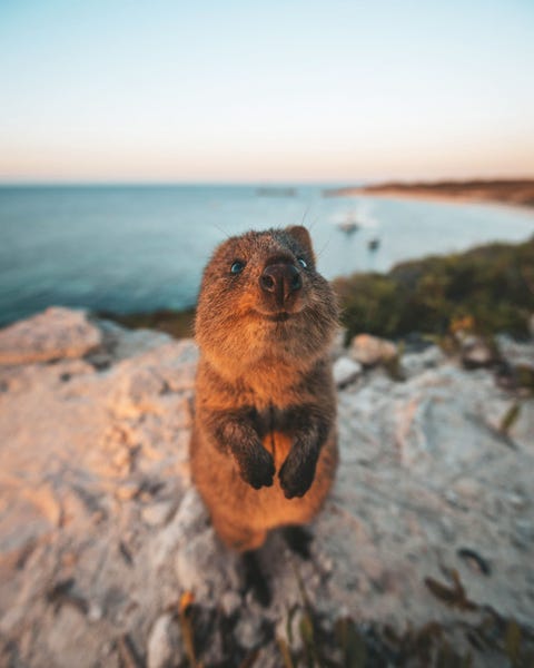 ROTTNEST ISLAND AUSTRALIToen ik de zonsondergang fotografeerde werd ik onderbroken door deze nieuwsgierige wilde quokka een kleine kangoeroe die me kort gedag zei en welkom heette op Rottnest Island Het eiland is de enige plek ter wereld waar ze inheems zijn