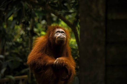 Sepilok Forest Reserve, Borneo BOSRESERVAAT VAN SEPILOK BORNEOOp reis door Borneo waarbij we kilometers aan palmolieplantages passeerden die de natuurlijke omgeving hier bedreigen had ik het geluk om orangoetans te zien zowel in het wild als in opvangcentra Dit prachtige wijfje zat rustig in het hart van het bosreservaat van Sepilok Turend door een zoomlens kon ik niet anders dan verbluft zijn over de gevoeligheid van deze verre neven van de mens maar ik voelde me ook bezwaard dat we zoveel van hun natuurlijke omgeving hebben afgepakt