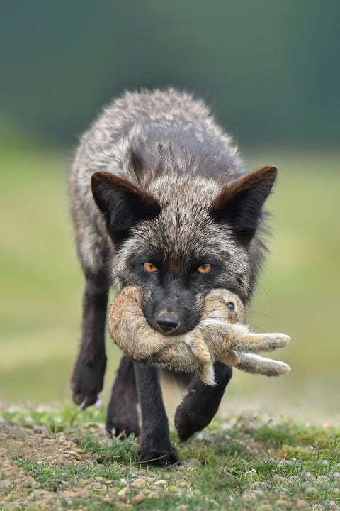 Washington State, United States STAAT WASHINGTON VSAls natuurfotograaf zijn dit de momenten waar ik op uit ben het vastleggen van de natuur zoals ze is wreed en prachtig tegelijk Hoewel we waarschijnlijk medelijden met dit konijn hebben bracht deze zilverkleurige rode vos het voedsel meteen naar haar nest van vijf hongerige welpjes De foto werd genomen in de staat Washington