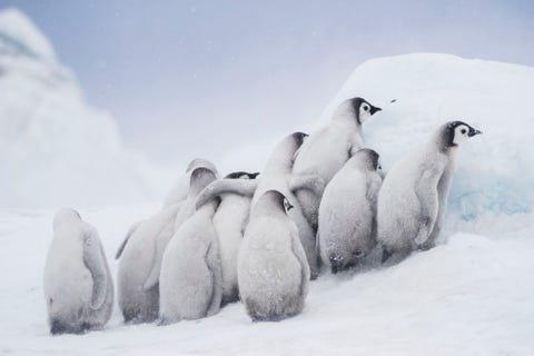 Antarctica ANTARCTICADeze groep keizerspingunkuikens stond dicht opeengepakt bij elkaar Als een kuiken wat ouder is moeten beide ouders het achterlaten om genoeg voedsel te vinden Wanneer de ouders op zee zijn kruipen de kuikens dicht tegen elkaar aan om elkaar warm te houden In dit geval schuilden ze ook achter een blok ijs tegen de harde wind Als er iets met een of beide ouders gebeurt voordat het kuiken zelfstandig is zal het niet overleven