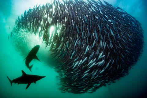 Twee haaien doen zich tegoed aan een statische prooibal Voor de meeste onderwateravonturiers is dit de heilige graal van ontmoetingen onder water