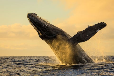 Maui, Hawaii MAUI HAWADe eerste dag waarop we in de vroege ochtend voor de noordwestkust van Maui walvissen gingen spotten onder auspicin van Ralph Lee Hopkins en de Whale Trust We zaten in een grote snelle rubberboot met twee buitenboordmotoren van elk 250 pk waardoor we in staat waren ons snel te verplaatsen Dat de activiteit van de walvissen ongelooflijk was is nog te zwak uitgedrukt Dit is een van de vele keren dat we de dieren van dichtbij konden bewonderen en ze vlakbij ons opdoken We hadden het geluk dat we dat alles konden vastleggen en ook getuige konden zijn van de geluiden en activiteit Een epische ochtend