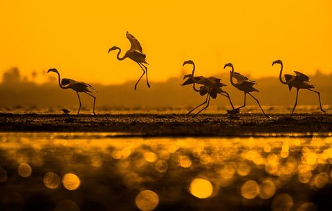 PULICATMEER INDIADit het Pulicatmeer de op n na grootste lagune van India Elk jaar strijken hier duizenden flamingos neer Ik heb deze vogels acht uur lang gefotografeerd en dit was de foto die ik maakte toen de zon onderging Ik had mn camera op een koelbox gezet om vanuit een laag perspectief te kunnen fotograferen en de zon in het water weerkaatst te zien