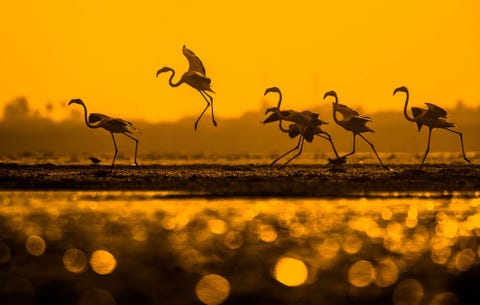 Lake Pulicat, India PULICATMEER INDIADit het Pulicatmeer de op n na grootste lagune van India Elk jaar strijken hier duizenden flamingos neer Ik heb deze vogels acht uur lang gefotografeerd en dit was de foto die ik maakte toen de zon onderging Ik had mn camera op een koelbox gezet om vanuit een laag perspectief te kunnen fotograferen en de zon in het water weerkaatst te zien