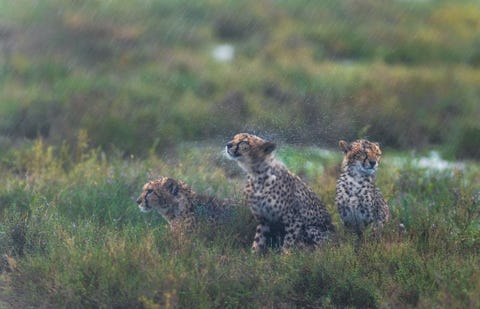 Ndutu, Ngorongoro Conservation Area, Tanzania NDUTU NGORONGORO CONSERVATION AREA TANZANIABij Ndutu in Tanzania zit een drietal cheetas wat ineengedoken een regenbui uit Ik maakte deze foto toen de bijna volwassen welp in het midden genoeg had van de doorwekende regen en besloot het overtollige water van zich af te schudden De gezichtsuitdrukking van de andere welp die daardoor nat wordt gespat vind ik heerlijk