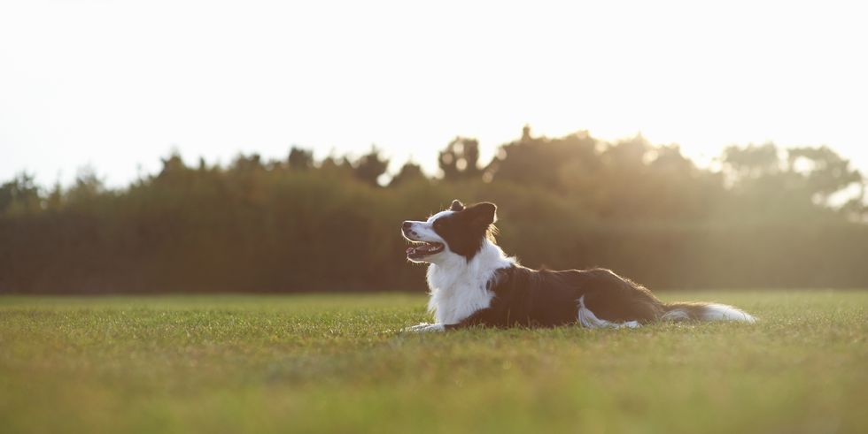 profile of dog laying in field
