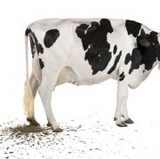 Profile of Holstein cow pooping, 5 years old, standing.