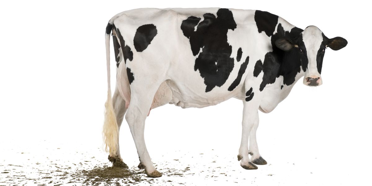 Toyota's New Car Could Run on Cow Poo
