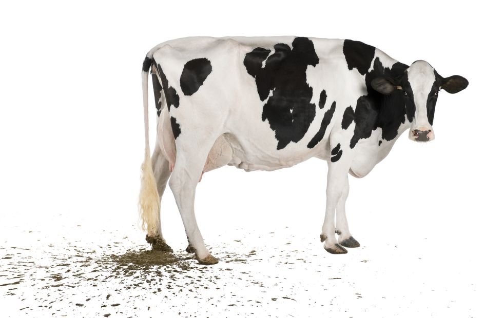 Profile of Holstein cow pooping, 5 years old, standing.