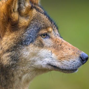 een portret van een wolf