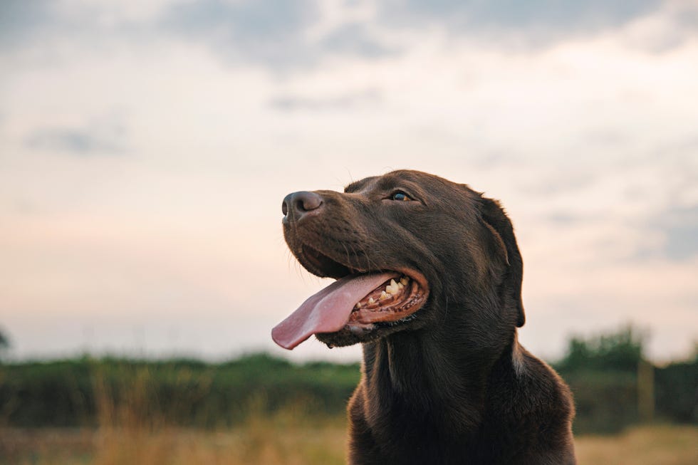 profile shot of a happy chocolate labrador at sunset