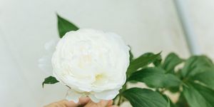 hand holding peony flower outdoors white peony blossom peonies are delicate and fragile flowers with a lot of soft petals