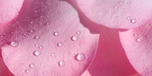 fragrant pink rose petals with water drops in square format filling frame