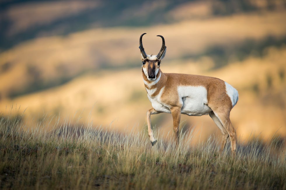 pronghorn buck in rut