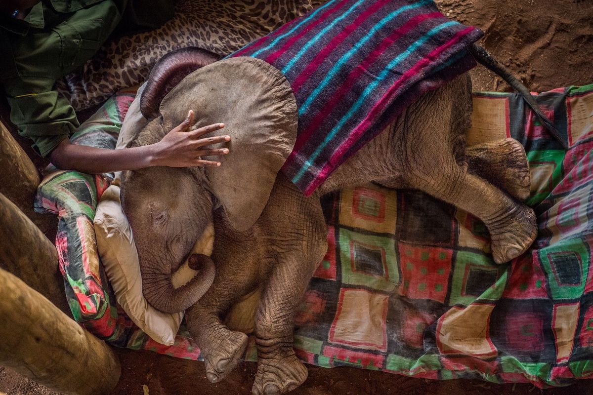 ZORGVULDIG BEHOUD Een weesolifant wordt getroost door een natuurbeschermer in het Reteti Elephant Sanctuary in Kenia het eerste olifantenreservaat dat eigendom is van een gemeenschap in Afrika Reteti heeft met succes zes wezen gentegreerd in wilde kuddes