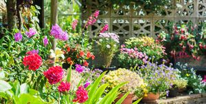 5 ways to keep your garden thriving in the heat