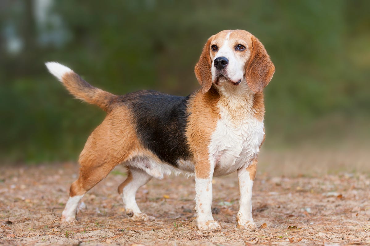 Giant shop beagle breed