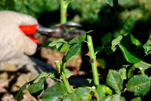 spring pruning of a rose bush