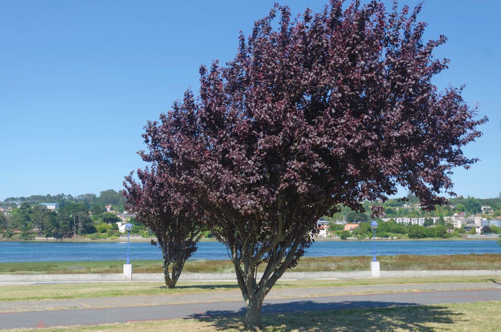 plum tree