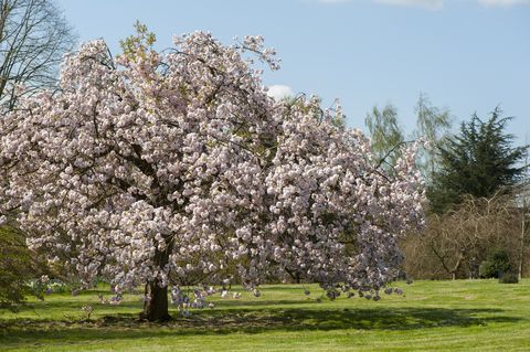 prunus matsumae spring flowering cherry tree blossom