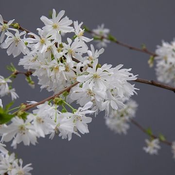 a branch with white flowers