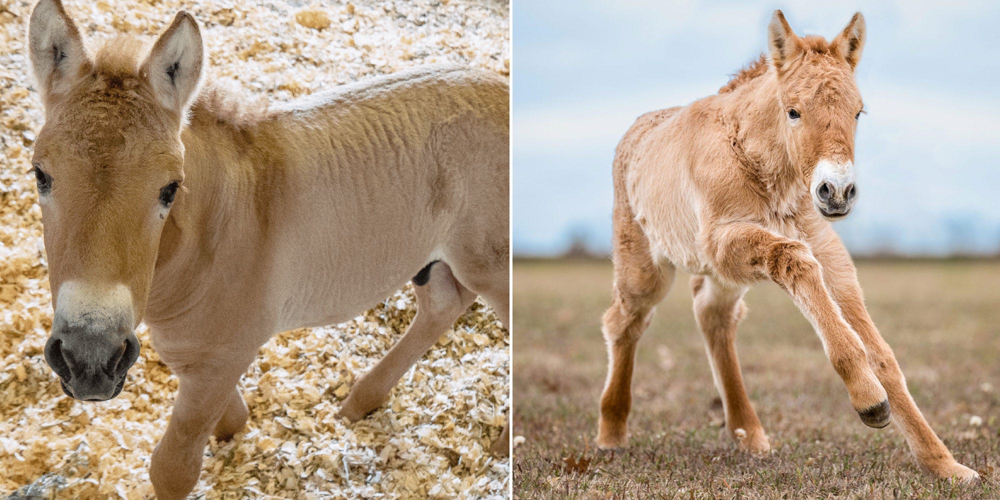 przewalski horse clones kurt, born in 2020, and ollie, borning in 2023