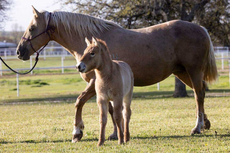 ollie, the second ever horse clone, to his new home at the safari park, he and his mom, a domestic horse surrogate mare, are settling in well