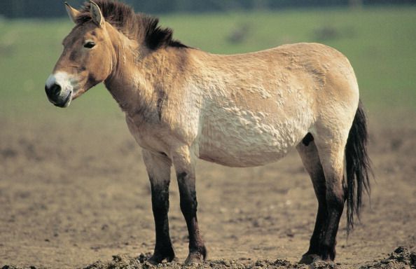 przewalski's horse or dunzgarian horse