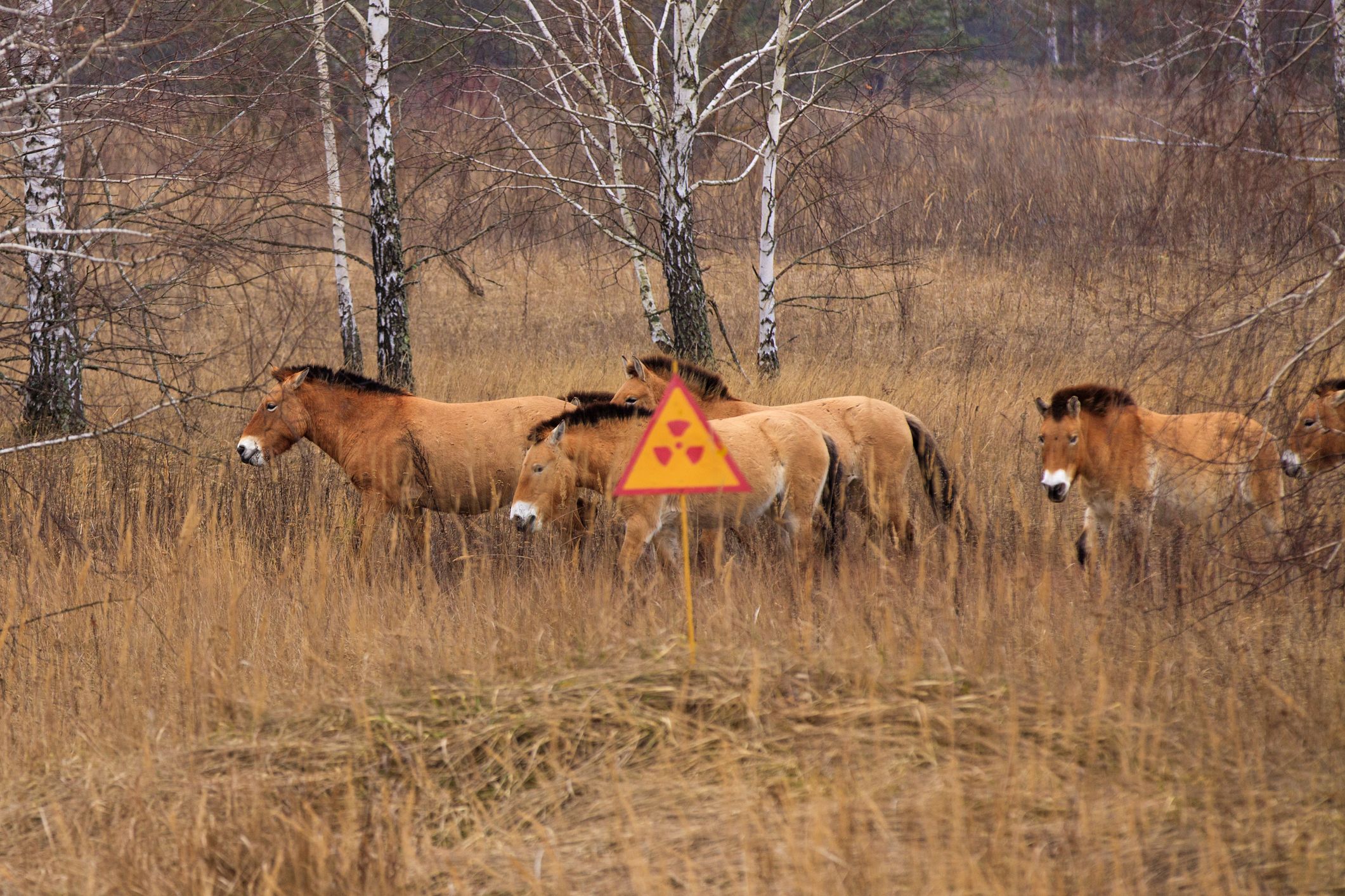chernobyl red forest animals