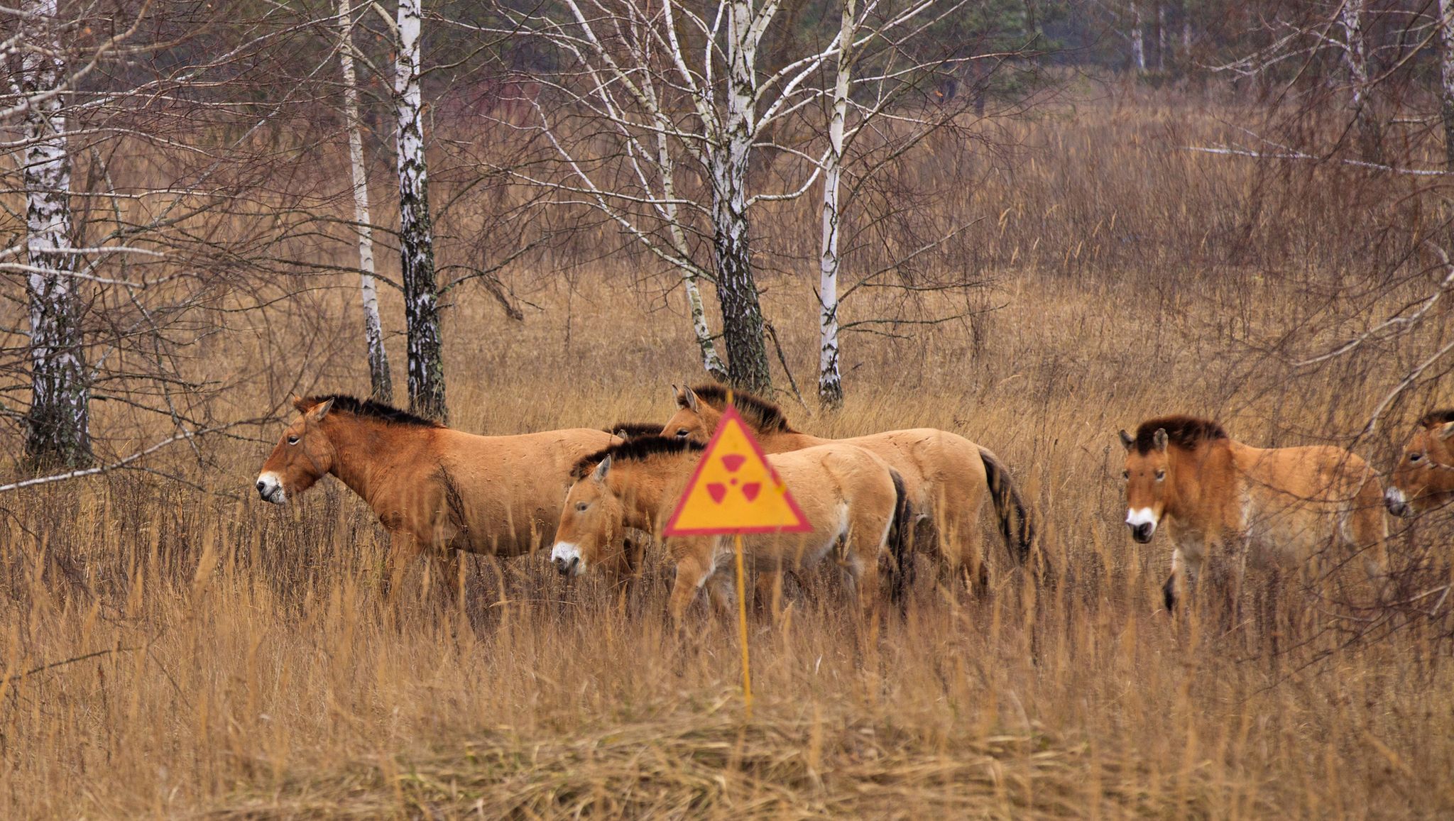 przewalski's horse the exclusion zone chernobyl
