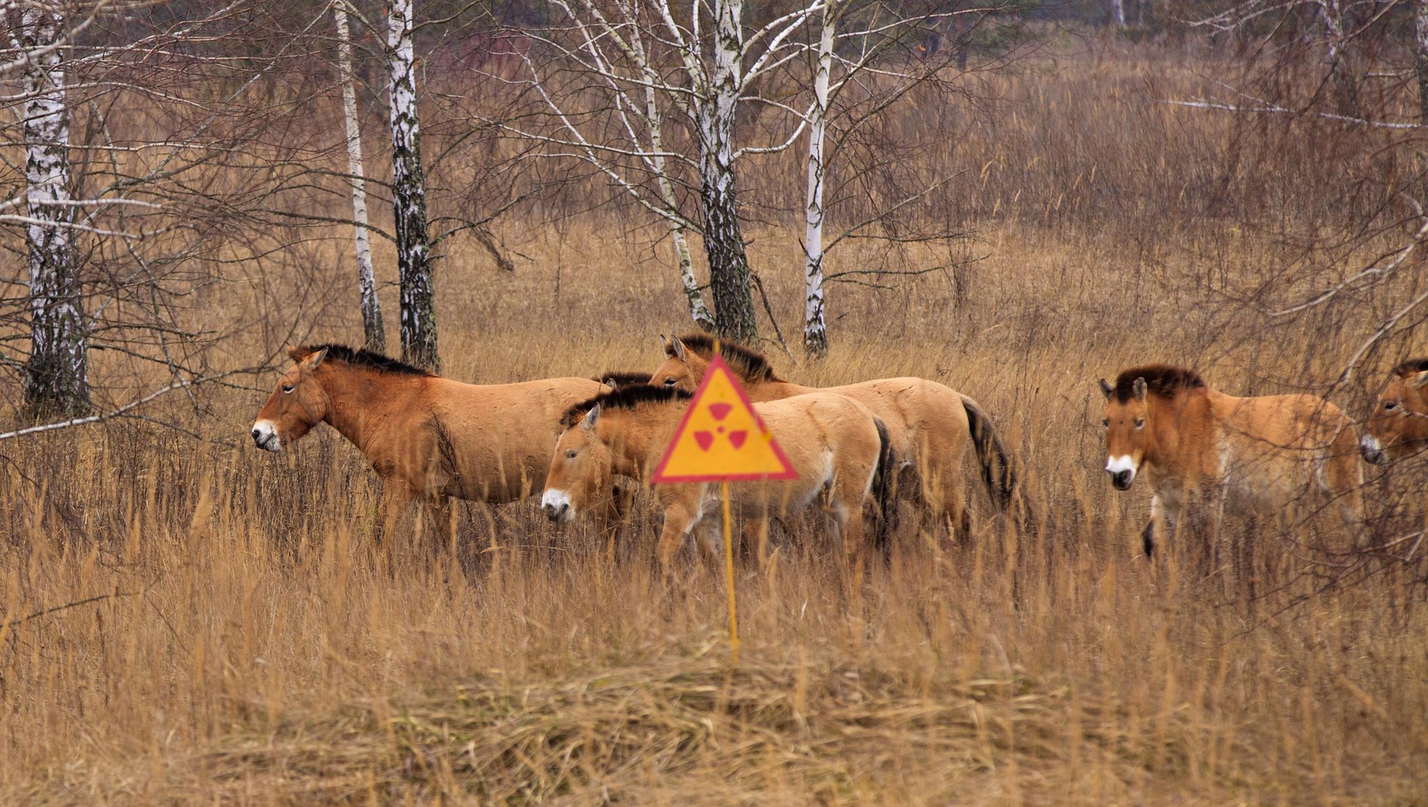 przewalski's horse the exclusion zone chernobyl