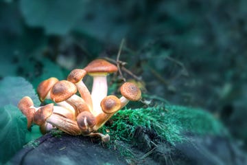 Magic Mushroom stock images. A group of magic mushrooms.