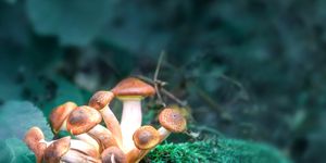 Magic Mushroom stock images. A group of magic mushrooms.