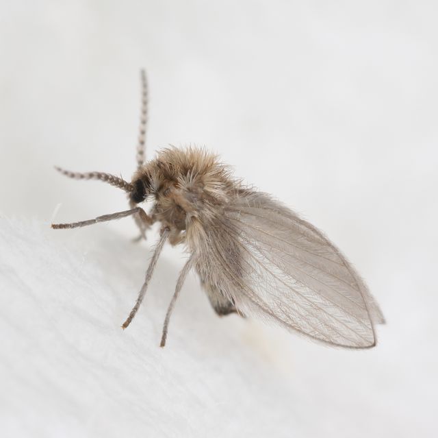 psychodidae, called drain flies, sink, filter, sewer or sewer gnats, is a family of true flies