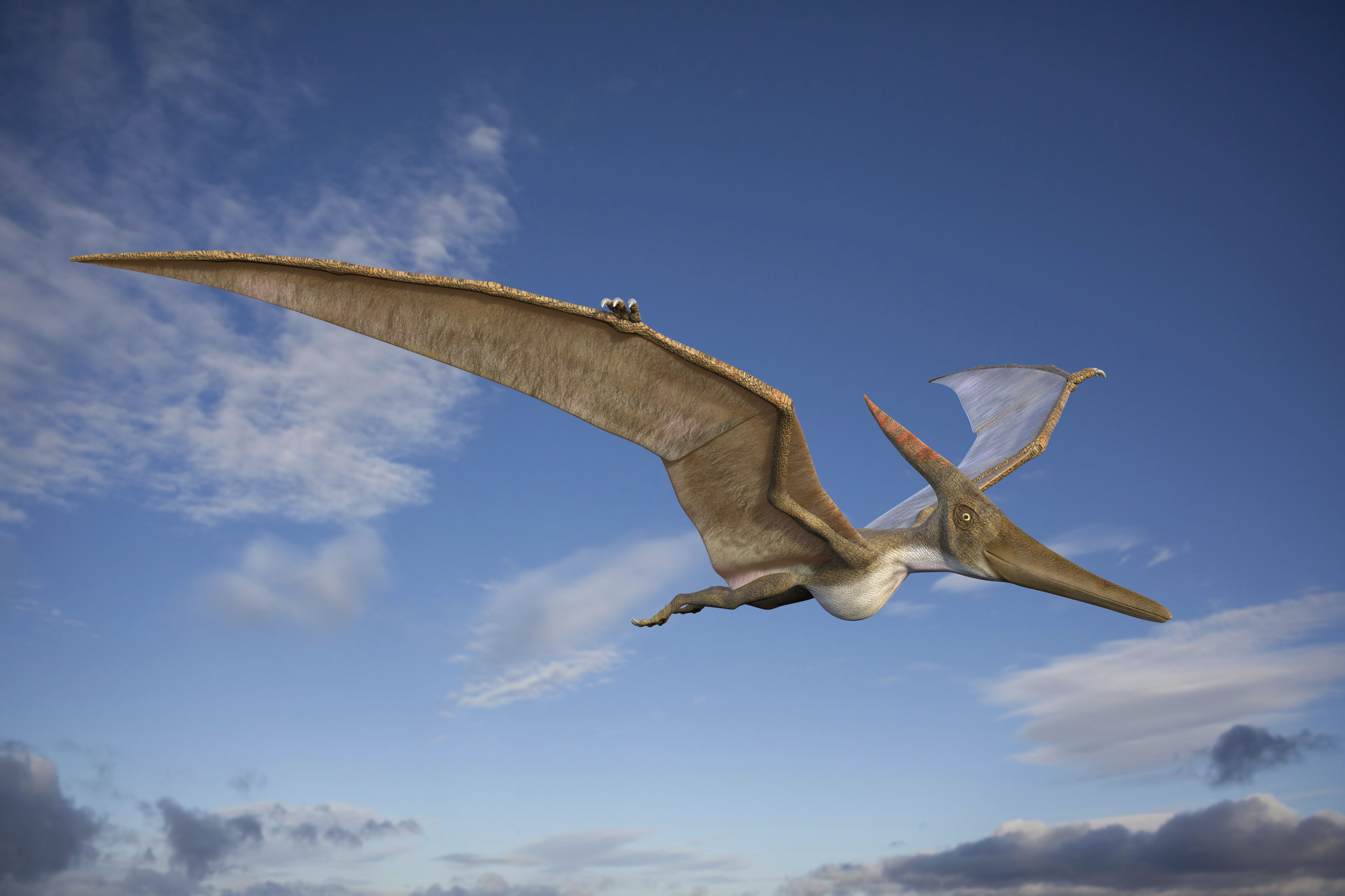 Cartoon Pterodactyl  Giant Pterosaur of the prehistoric skies!