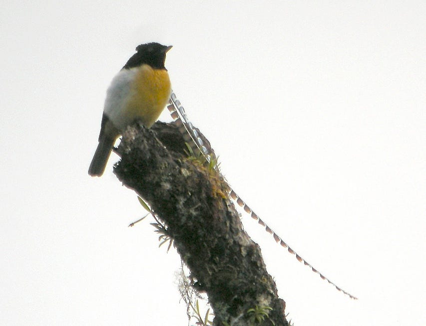 Bird, Beak, Old World flycatcher, Songbird, Yellow breasted Chat, Perching bird, Twig, Finch, Chickadee, Cuculiformes, 