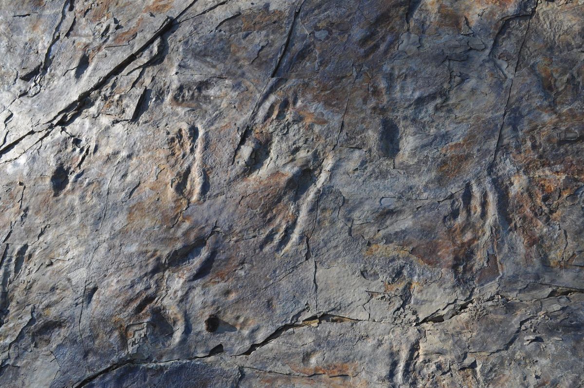 Pootafdrukken op de vindplaats Sacheon Jahyeri lijken te zijn gemaakt door een groot familielid van de krokodil dat op twee poten liep