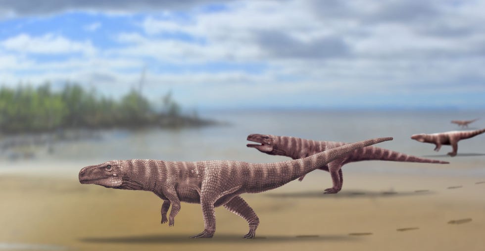 Reconstructie van een Batrachopus grandis een crocodylomorph die mogelijk meer dan 110 jaar geleden leefde en sporen achterliet in de Jinjuformatie in ZuidKorea