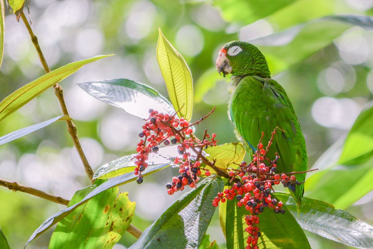 Een onlangs vrijgelaten Puertoricaanse amazone eet besjes van een tropische plant Van deze papegaaiensoort zijn nog zon zeshonderd exemplaren over