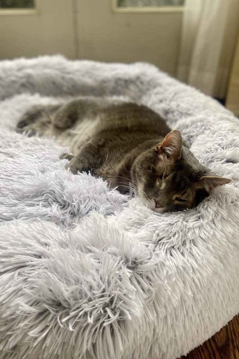 cat lying on a blanket
