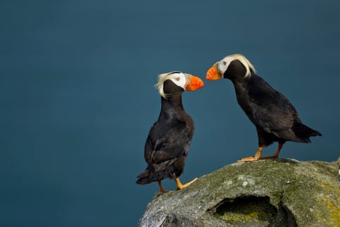 Puffin, Katmai National Park, Alaska