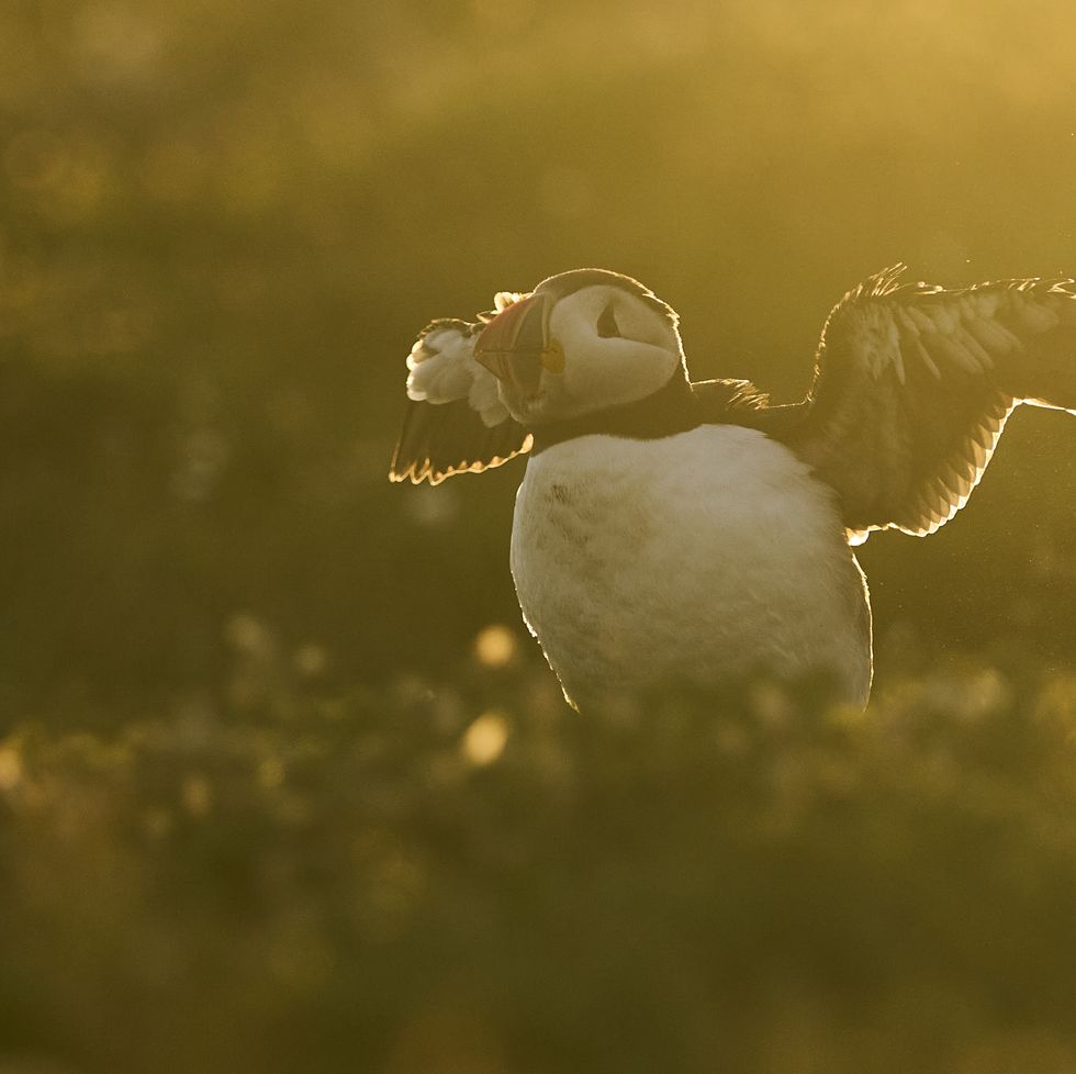puffin on skomer island as part of article on best places to see the sunrise