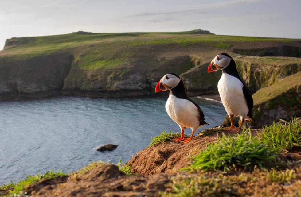 dit eiland met een kolonie van dertigduizend papegaaiduikers is van de hoogtepunten van pembrokeshire coast national park
