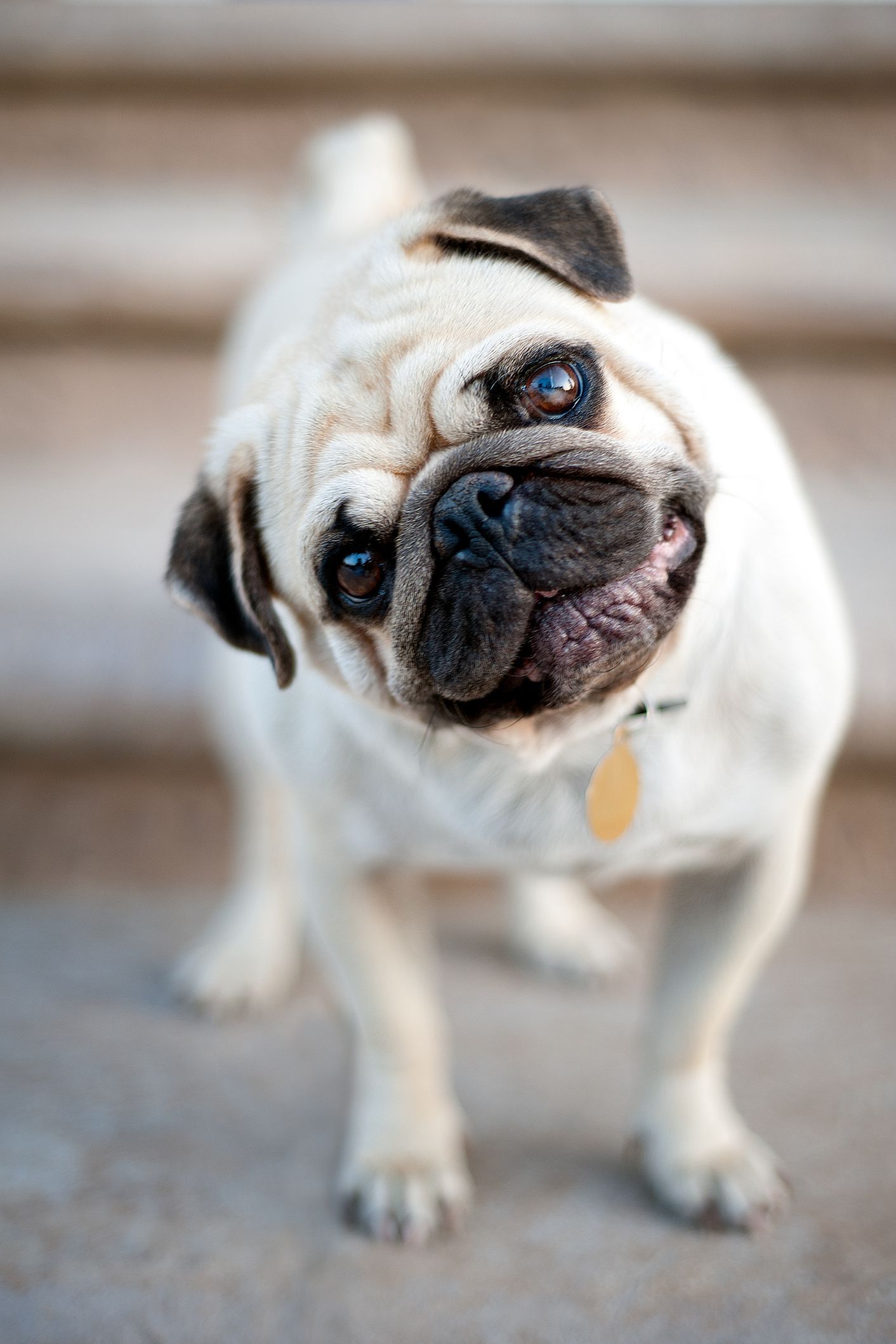 es un pug un tipo de terrier